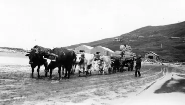 Image: Bullocks Hauling Wool Bales, Akitio