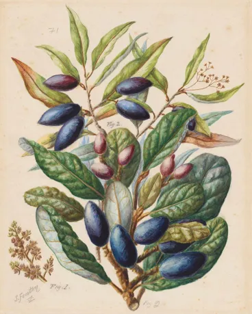 Image: 1. Taiaire: Beilschmiedia tarairi; 2. Tawa: Beilschmiedia tawa;