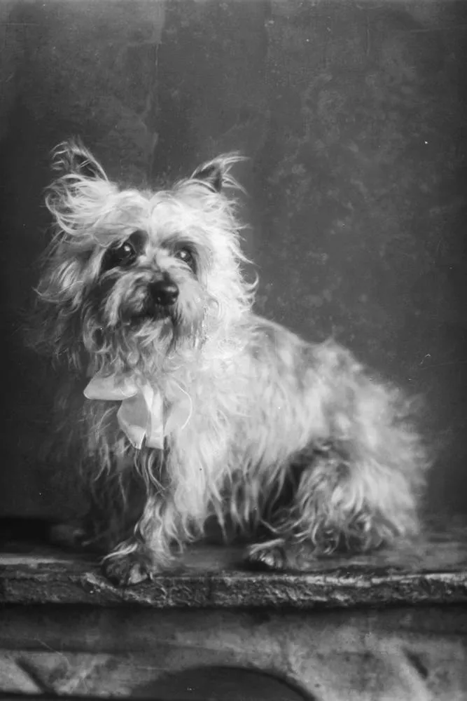 Donald family dog, 1910