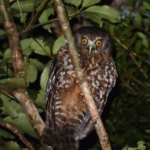 Ruru (Morepork)