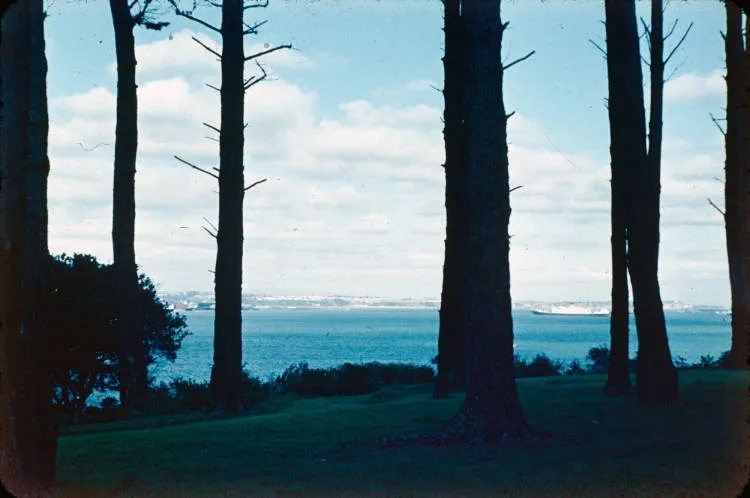 Ship on Waitematā Harbour viewed through pines, Northcote Point, 1955