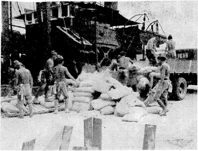 Japanese prisoners, put to, work when the Australians occupied Rabaul last month, handling cement from an Allied ship. (Evening Post, 05 October 1945)