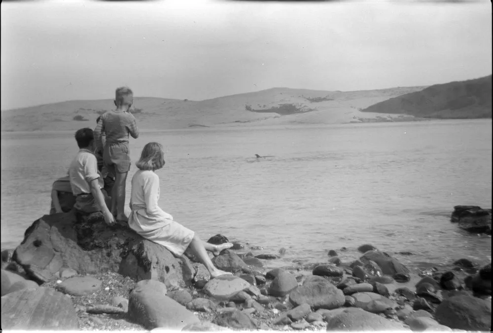 First sighting of Opo the dolphin, Opononi