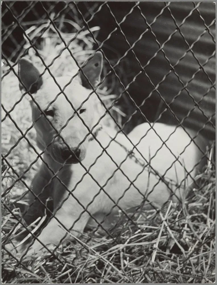 Dog in the pound, Epsom
