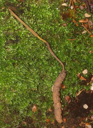 Forest Ghost Moth (Vegetable Caterpillar)
