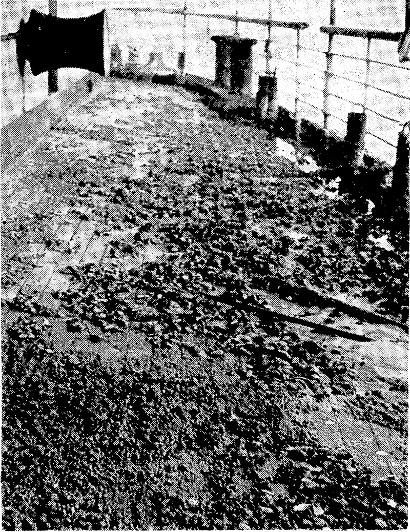 On a remote beach on Fraser Island. Queensland, the old Maheno, which served. as troopship and, hospital ship in the last war, is being broken up sloivly but surely by the forces of Nature. Built at Dumbarton in 1905, she was for 10 years in the U.S.S. Co.'s Australian-New Zealand service, and was then requisitioned for war purposes, afterwards returning to the cross-Tasman service. In 1935 she was sold to Japanese shipbreakers, but broke away from the tugs and went ashore at Fraser Island. (Evening Post, 29 October 1941)