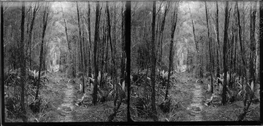 Image: Catlins, Otago