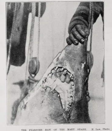 Image: THE FEARSOME MAW OF THE MAKU SHARK