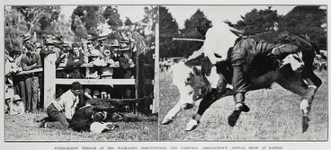 Image: Steer-riding thrills at the Waimarino Agricultural and Pastoral Association annual show at Raetihi