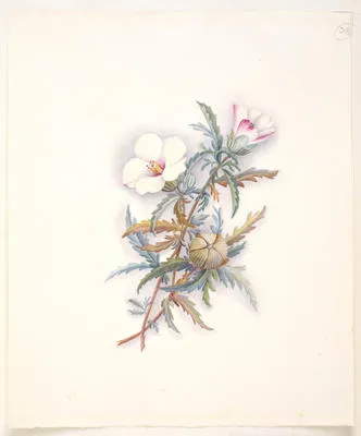Puarangi or starry hibiscus – Hibiscus trionum