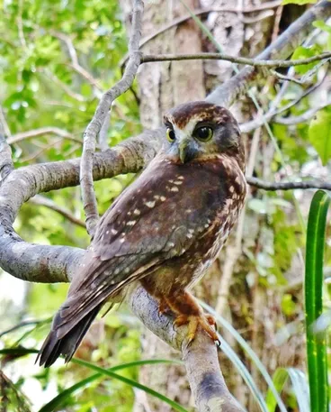 Image: Morepork