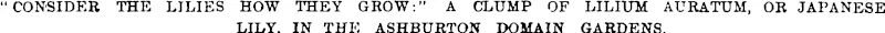 CONSIDER THE LILIES HOW THEY GROW:" A CLUMP OF LILIUM AURATUM, OR JAPANESE  LILY, IN THE ASHBTJRTON DOMAIN GARDENS. (Otago Witness, 25 March 1903)