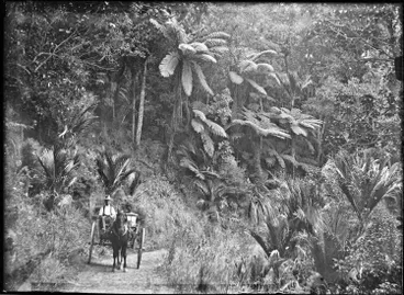 Horse and cart in the Mangamuka Gorge Image: Horse and cart in the Mangamuka Gorge
