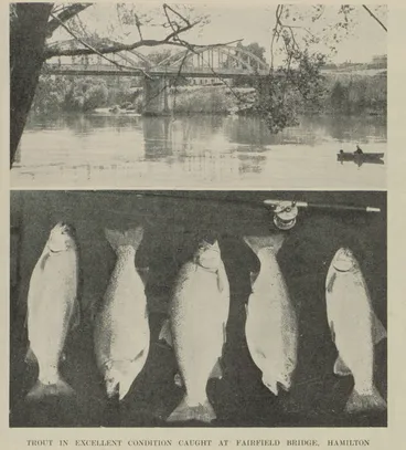 Image: Trout in excellent condition caught at Fairfield Bridge, Hamilton