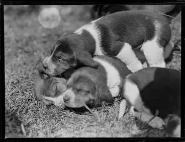 Image: Four puppies sleeping on the grass