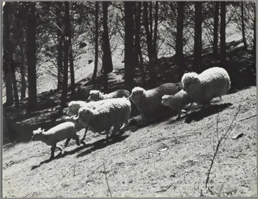 Image: Sheep running on hillside, Waipukurau farm
