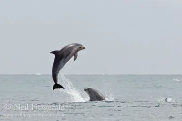 Image: Bottlenose Dolphin