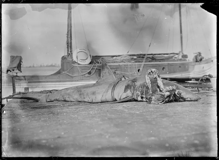 Shark caught at Tauranga