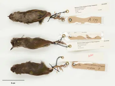 Image: South Island Bush Wren, Xenicus longipes longipes