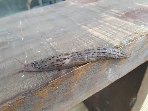 Leopard Slug