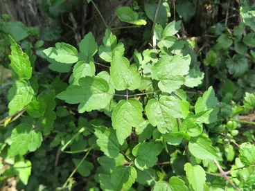 Old man's beard Image: Old man's beard
