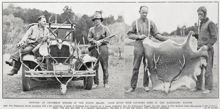 Hunting an uncommon species in the North Island: good sport with Japanese deer in the Kaimanawa Ranges