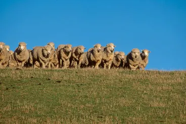 Image: Halfbreds in the South Island foothills