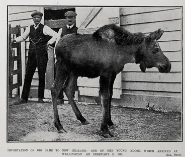 Image: Importation Of Big Game To New Zealand