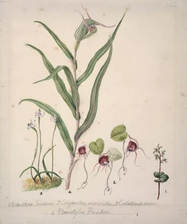 Image: Pixie cap orchid, Acianthus sinclairii; Spider orchid, Corybas macranthus; Caladenia minor; Tutukiwi, Greenhood orchid, Pterostylis banksii