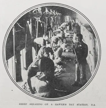 Image: SHEEP SHEARING ON A HAWKE'S BAY STATION, N.Z.