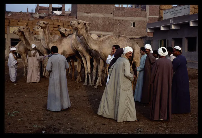 Imbaba Camel Market, Cairo, Egypt