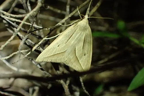 Samana falcatella