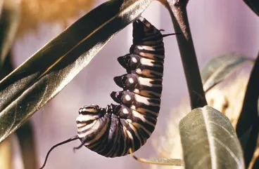 Image: Monarch Caterpillar Hanging Down to Pupate