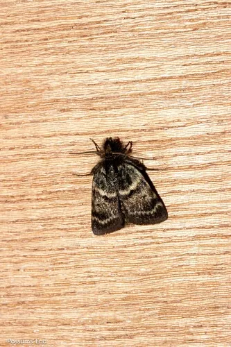 Tauroscopa gorgopis