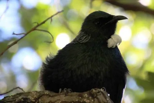 Kermadec Tūī