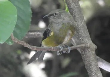 Mainland New Zealand Bellbird Image: Mainland New Zealand Bellbird