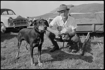 Image: Dog trials - sheep. "King" pig dog huntaway winner owned A. A. Thompson