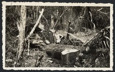 Image: Fallen trees and branches on track in the Tararua Ranges