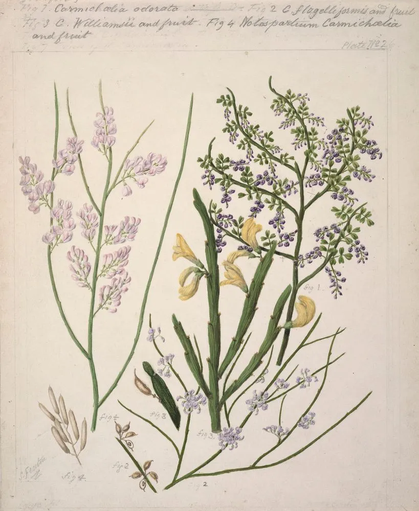 [Carmcelia odorata; C.flagelliformis and fruit; C.Williamsii and fruit; Notospartium carmichoelia and fruit.]