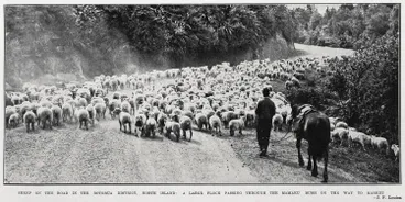 Image: Sheep on the road in the Rotorua District, North Island: a large flock passing through the Mamaku Bush on the way to market