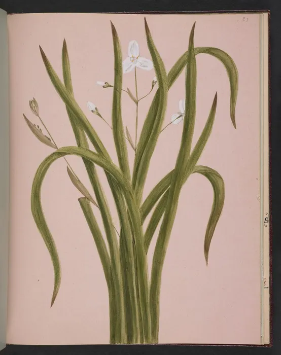 Burton, Clelia, 1878-1952 :Libertia. [ca 1900]