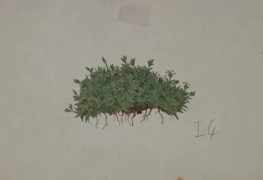 Image: Poaceae - Poa pygmaea