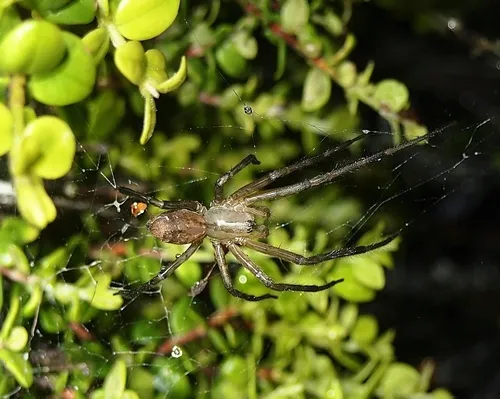 Sheetweb Spiders