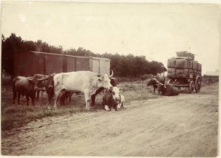 Bullock team near Normanby Railway Station, Taranaki