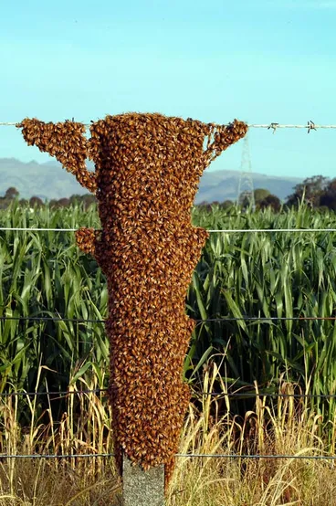 Image: Swarm of honeybees