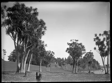 Image: Nature Studies - 1929