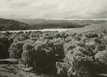 Image: Willows on the shore of Lake Tutira, Hawke's Bay - Photograph taken by John Dobree Pascoe