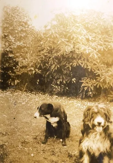 Image: Two dogs.