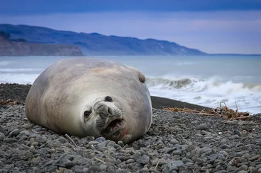 Image: Southern Elephant Seal