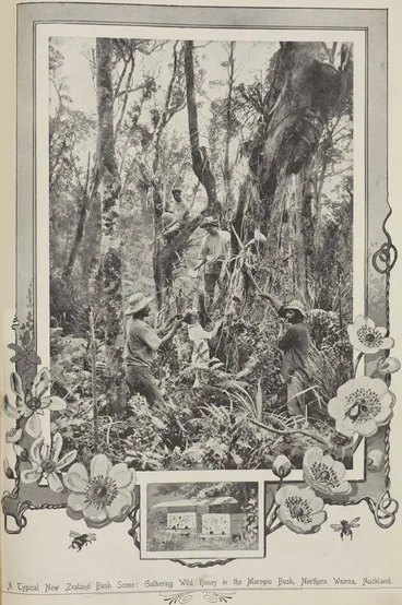 Image: Typical New Zealand bush scene: gathering wild honey in the Maropiu Bush, Northern Wairoa, Auckland
